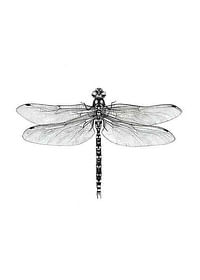 Sanna Wieslander Dragonfly-1
