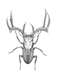 Čiernobiela ilustrácia chrobáka s hlavou jeleňa, Wieslander-1