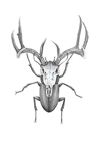 Sanna Wieslander Mr Stag Beetle-1