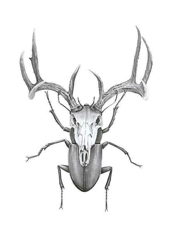 Poster Sanna Wieslander Mr Stag Beetle
