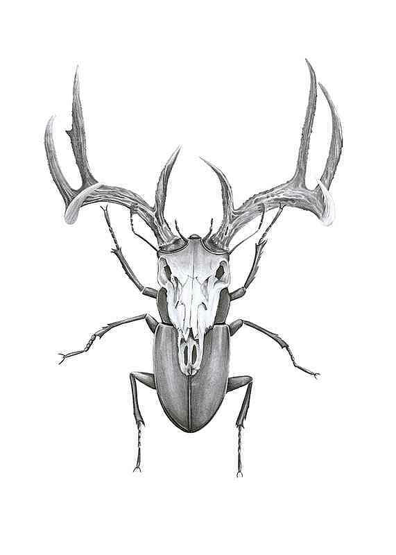 Poster Sanna Wieslander Mr Stag Beetle
