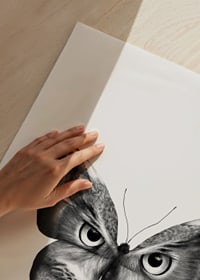 Schwarz-weiße Abbildung eines Schmetterlings mit Eulengesicht und Eulenblick-3