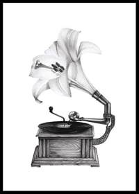Pencil drawing of gramophone with lily as a funnel by Sanna Wieslander-0