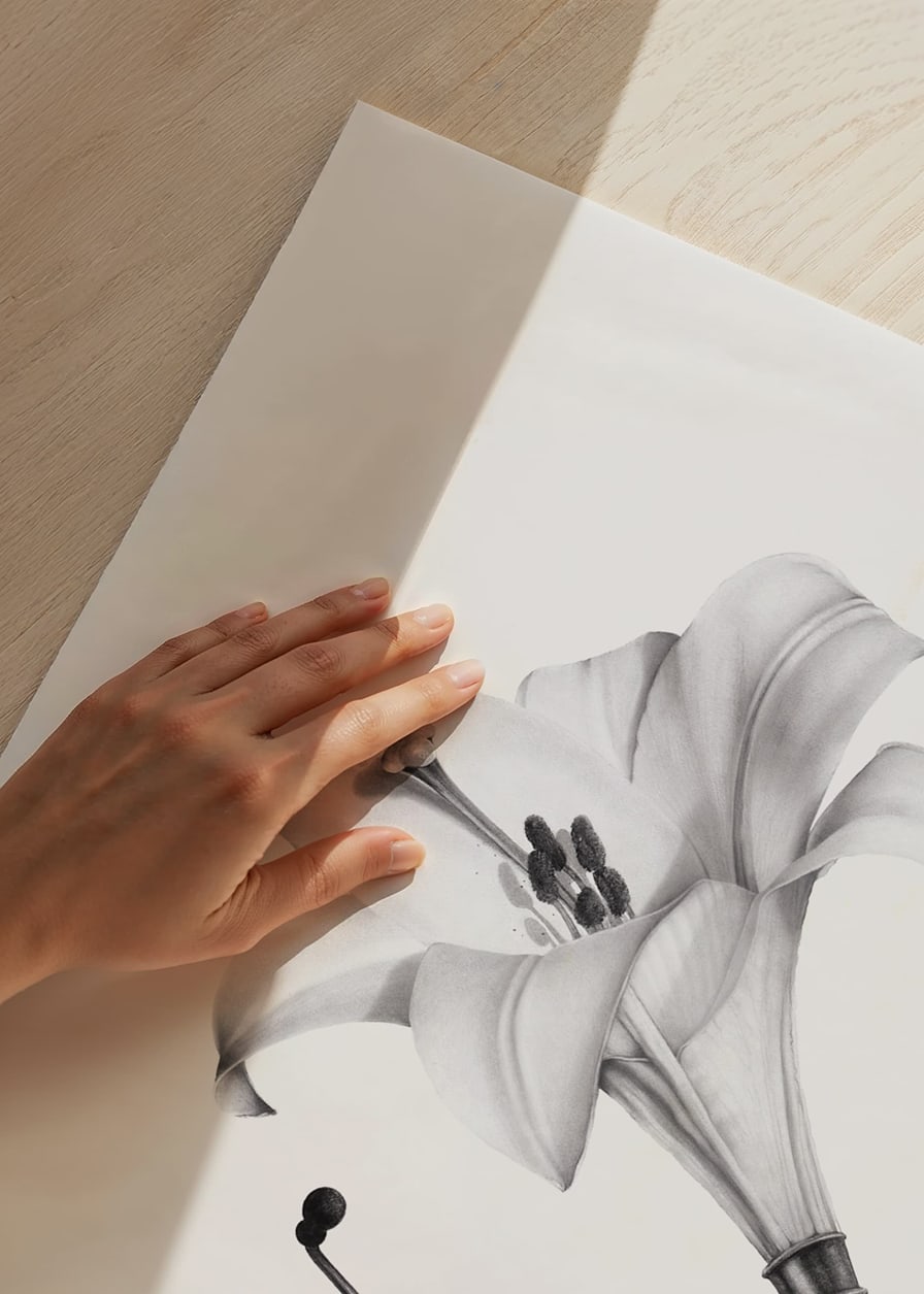 Pencil drawing of gramophone with lily as a funnel by Sanna Wieslander-12