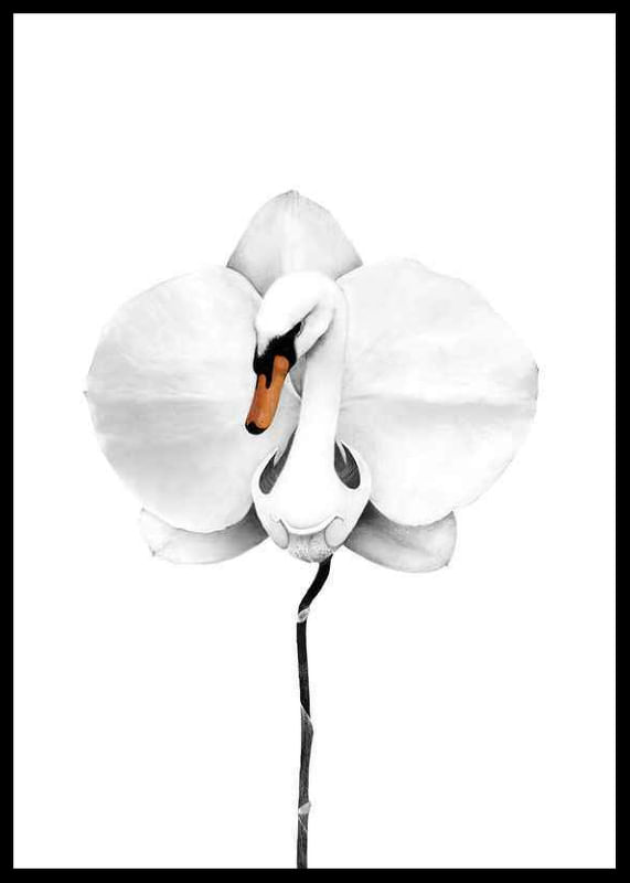 Poster Sanna Wieslander Swan Orchid