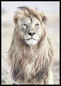 Close-up of lion with bright mane against blurred savannah background-6