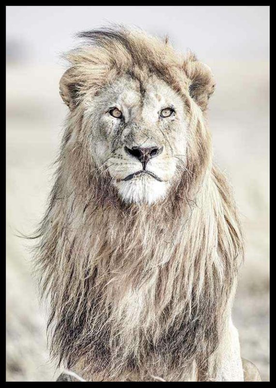 Close-up of lion with bright mane against blurred savannah background-12