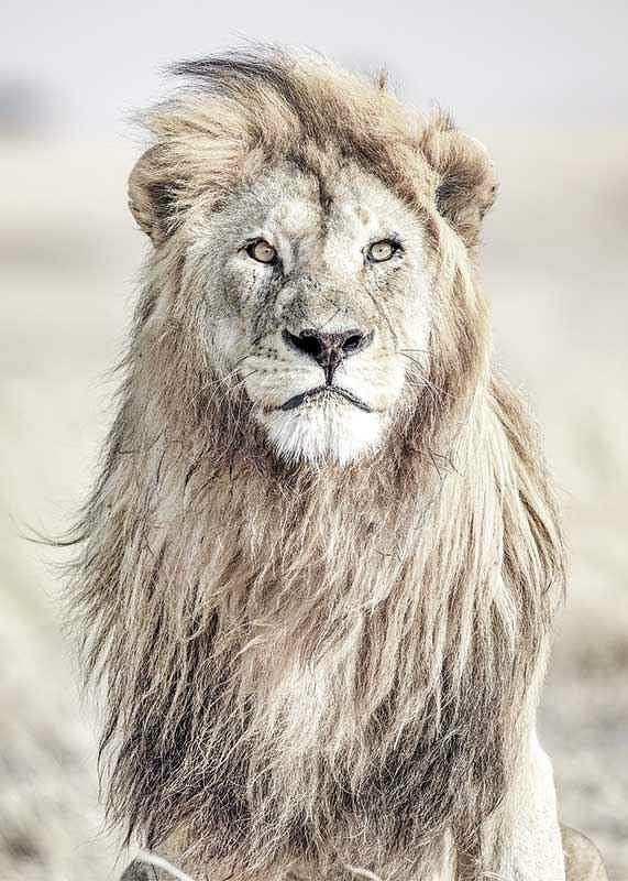 Close-up of lion with bright mane against blurred savannah background-12