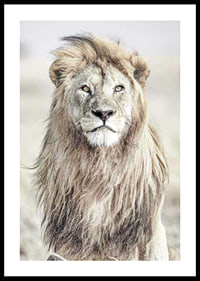 Close-up of lion with bright mane against blurred savannah background-0