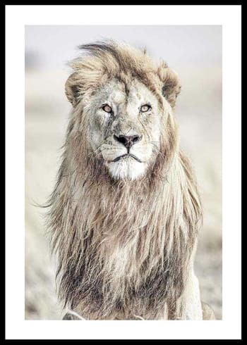 Poster Majestic Lion Color
