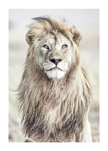 Poster Majestic Lion Color
