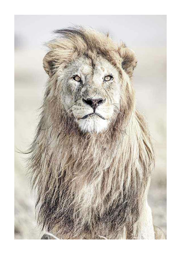 Juliste Majestic Lion Color