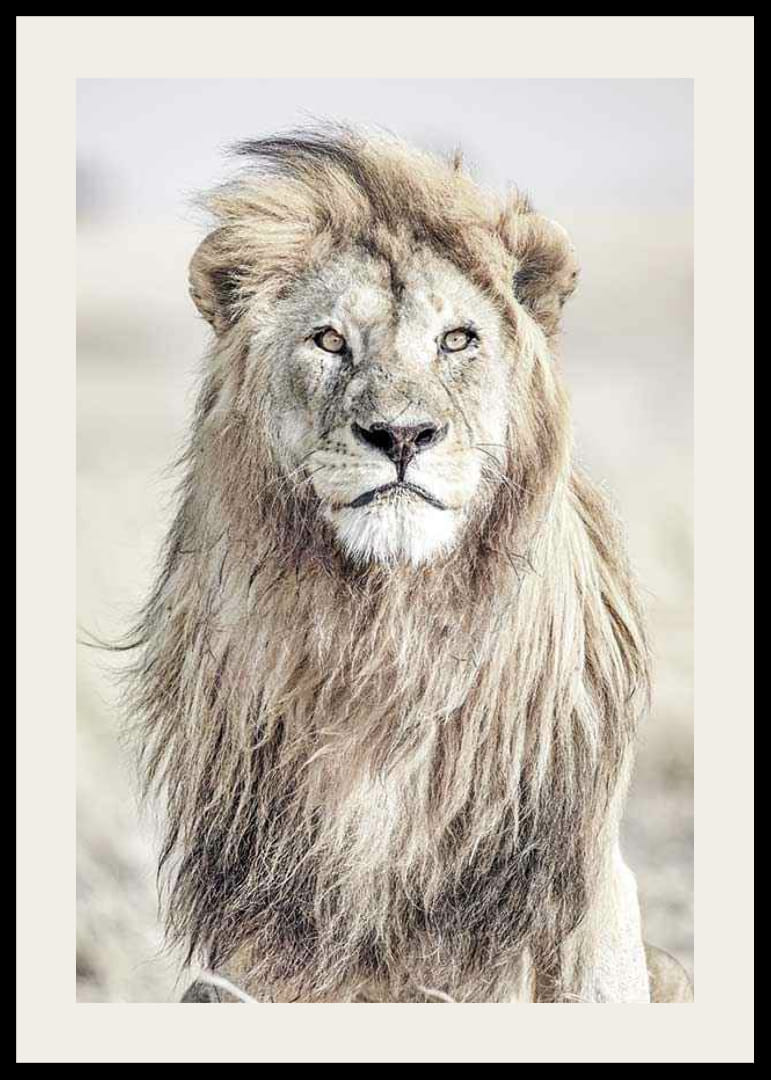 Närbild av lejon med ljus man mot suddig savannbakgrund-12