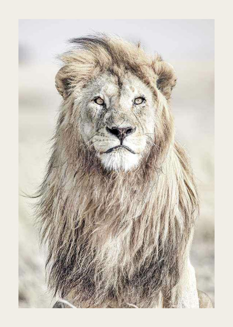 Close-up of lion with bright mane against blurred savannah background-12