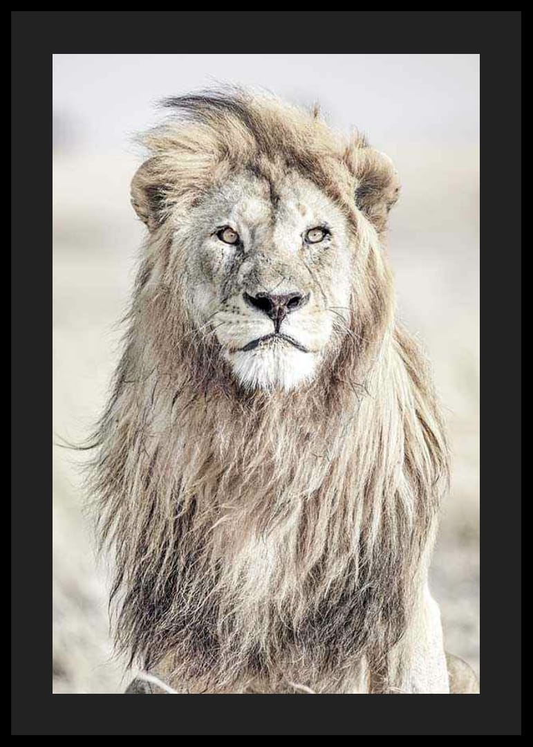 Närbild av lejon med ljus man mot suddig savannbakgrund-12