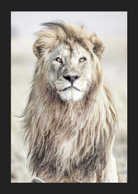 Närbild av lejon med ljus man mot suddig savannbakgrund-5