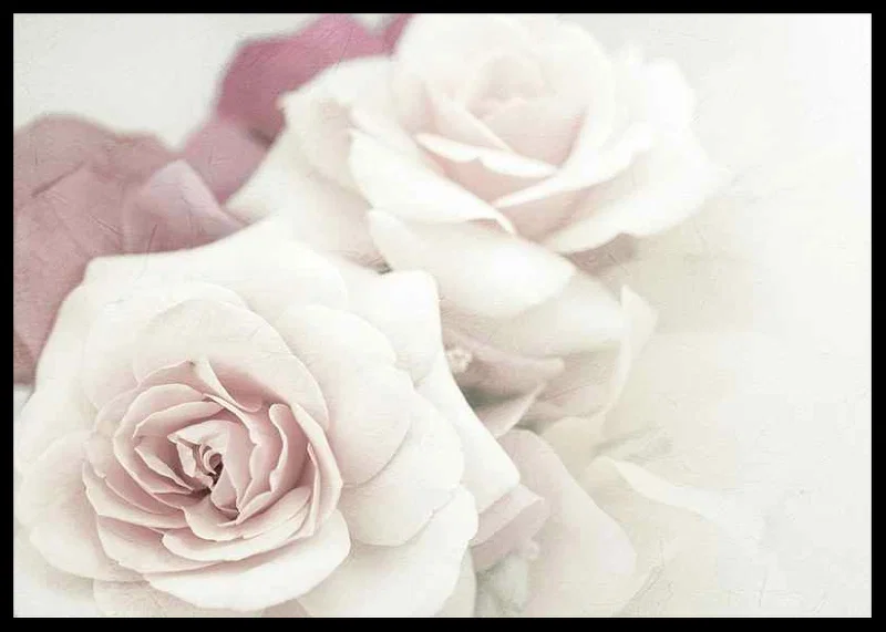 Close-up of bright roses in pink tones with soft blur-12
