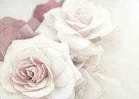 Close-up of bright roses in pink tones with soft blur-7