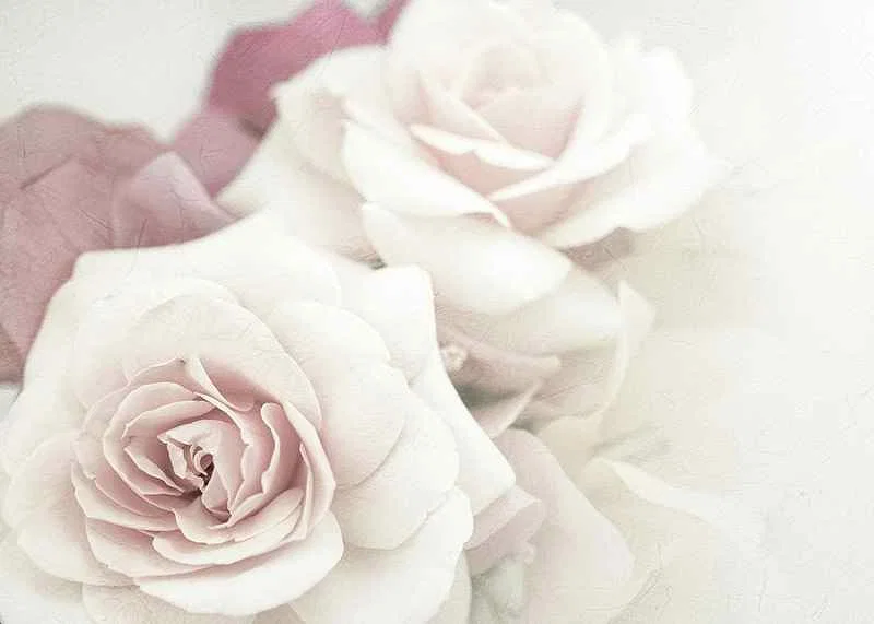 Close-up of bright roses in pink tones with soft blur-12
