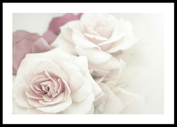 Poster Perfect Pair Roses