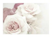 Close-up of bright roses in pink tones with soft blur-1