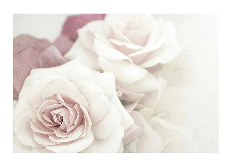 Close-up of bright roses in pink tones with soft blur-12