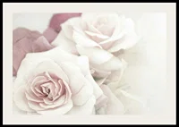 Close-up of bright roses in pink tones with soft blur-2