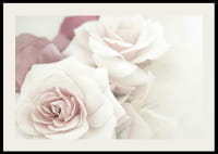 Primer plano de rosas brillantes en tonos rosados ​​con desenfoque suave.-2