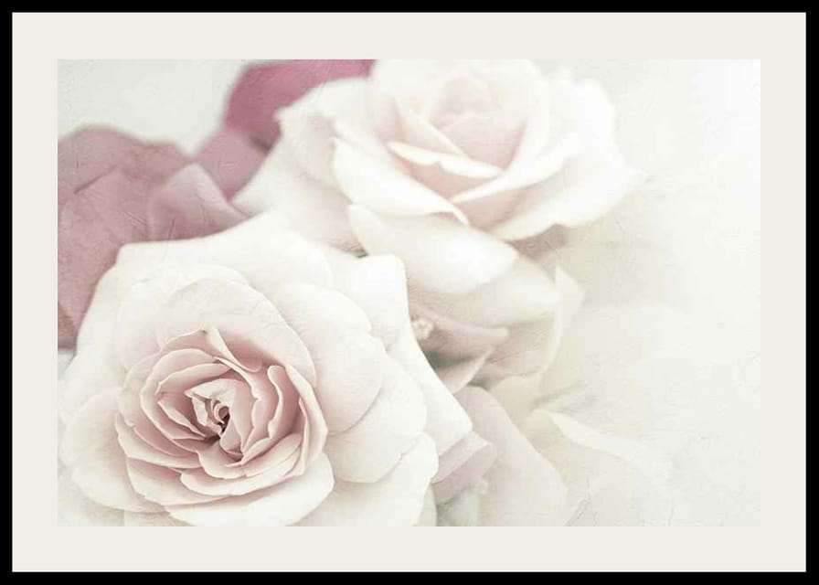 Primer plano de rosas brillantes en tonos rosados ​​con desenfoque suave.-12