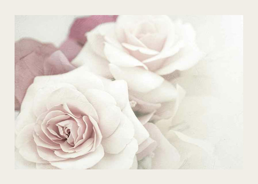 Primer plano de rosas brillantes en tonos rosados ​​con desenfoque suave.-12