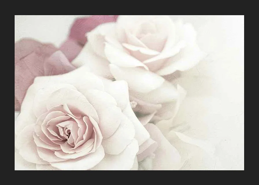 Close-up of bright roses in pink tones with soft blur-12