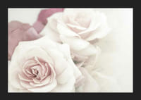 Primer plano de rosas brillantes en tonos rosados ​​con desenfoque suave.-5