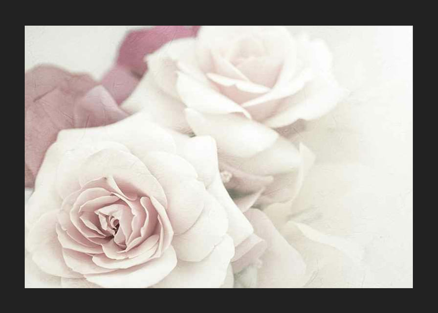 Primer plano de rosas brillantes en tonos rosados ​​con desenfoque suave.-12