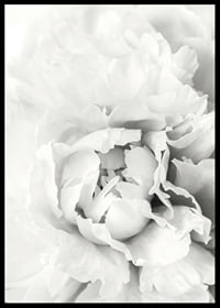 Close-up of white peony with soft flower petals, photographic style-6