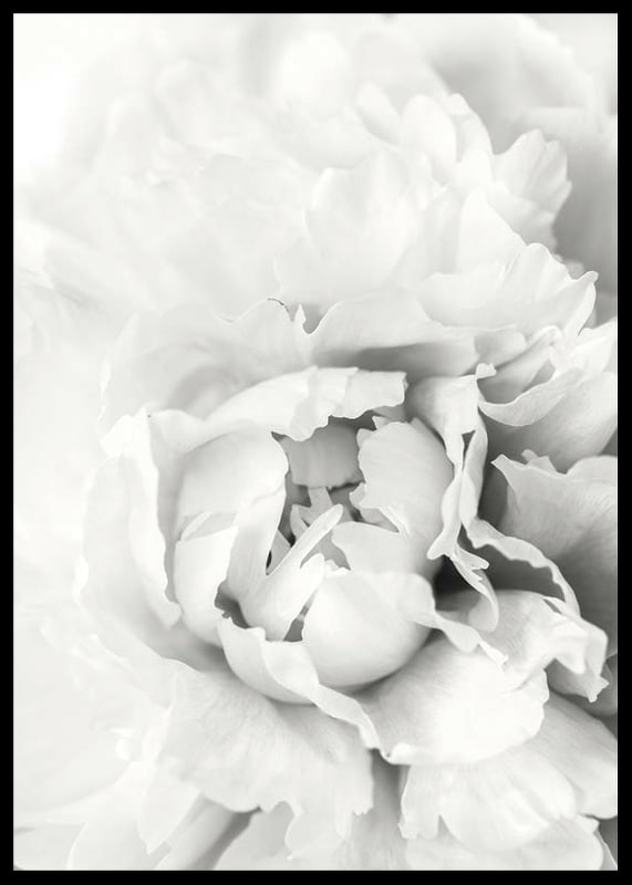 Close-up of white peony with soft flower petals, photographic style-12