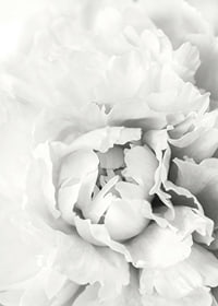 Close-up of white peony with soft flower petals, photographic style-7