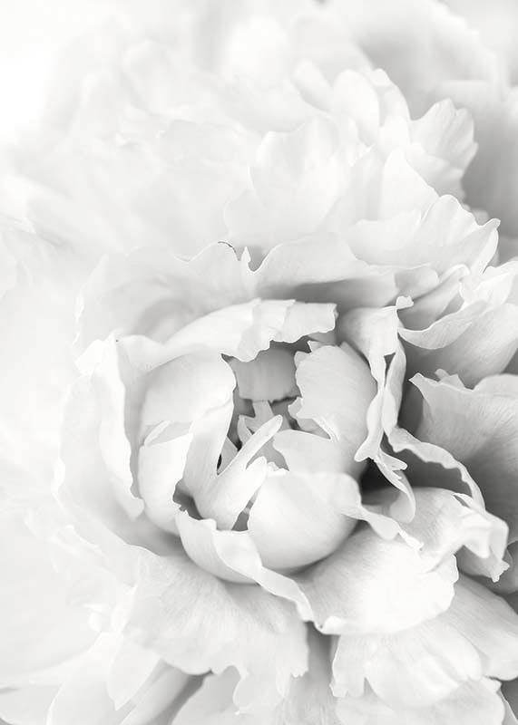 Close-up of white peony with soft flower petals, photographic style-12