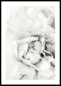 Close-up of white peony with soft flower petals, photographic style-0