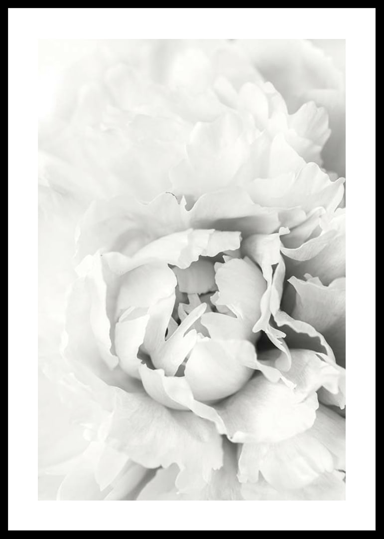 Close-up of white peony with soft flower petals, photographic style-12