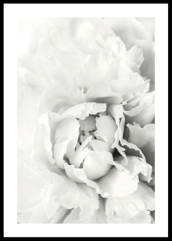 Poster White Rose No1