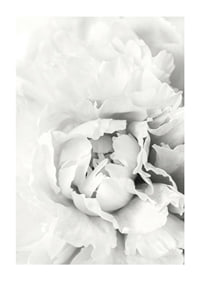 Close-up of white peony with soft flower petals, photographic style-1