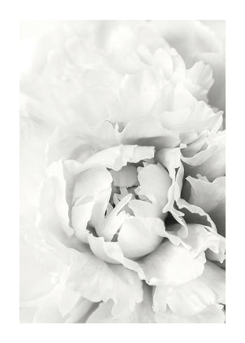 Poster White Rose No1
