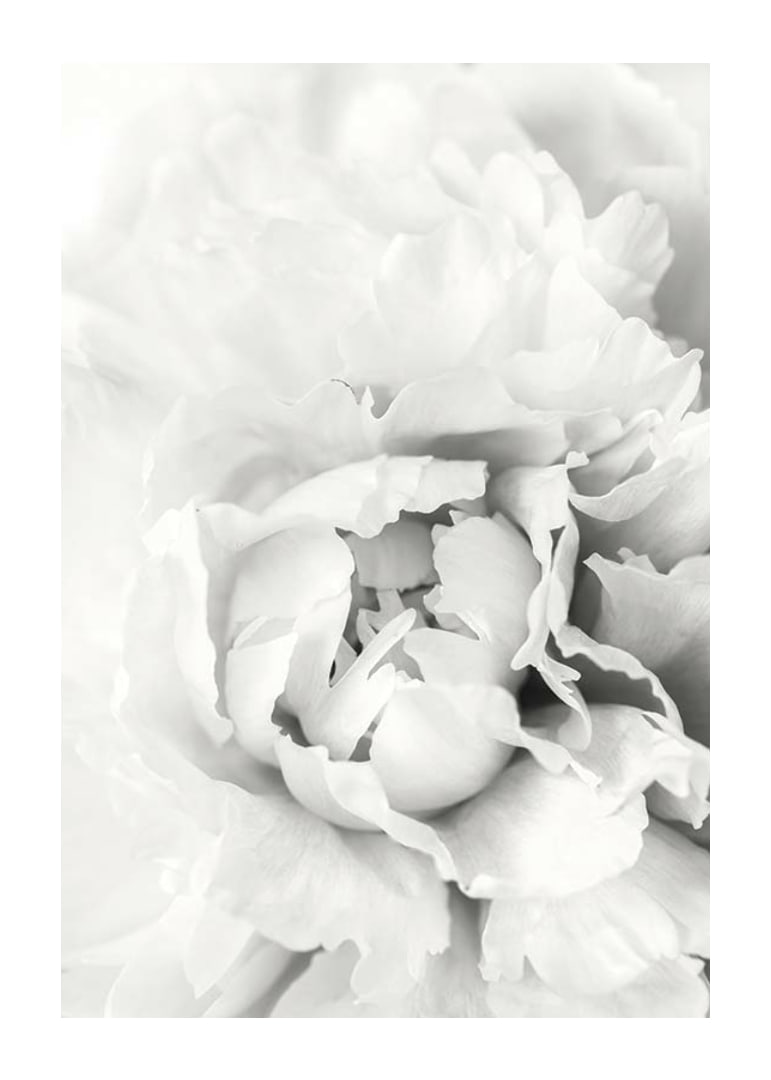 Close-up of white peony with soft flower petals, photographic style-12