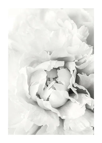 Poster White Rose No1
