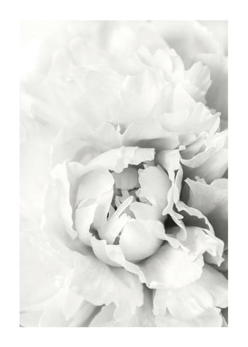 Poster White Rose No1
