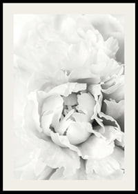Close-up of white peony with soft flower petals, photographic style-2