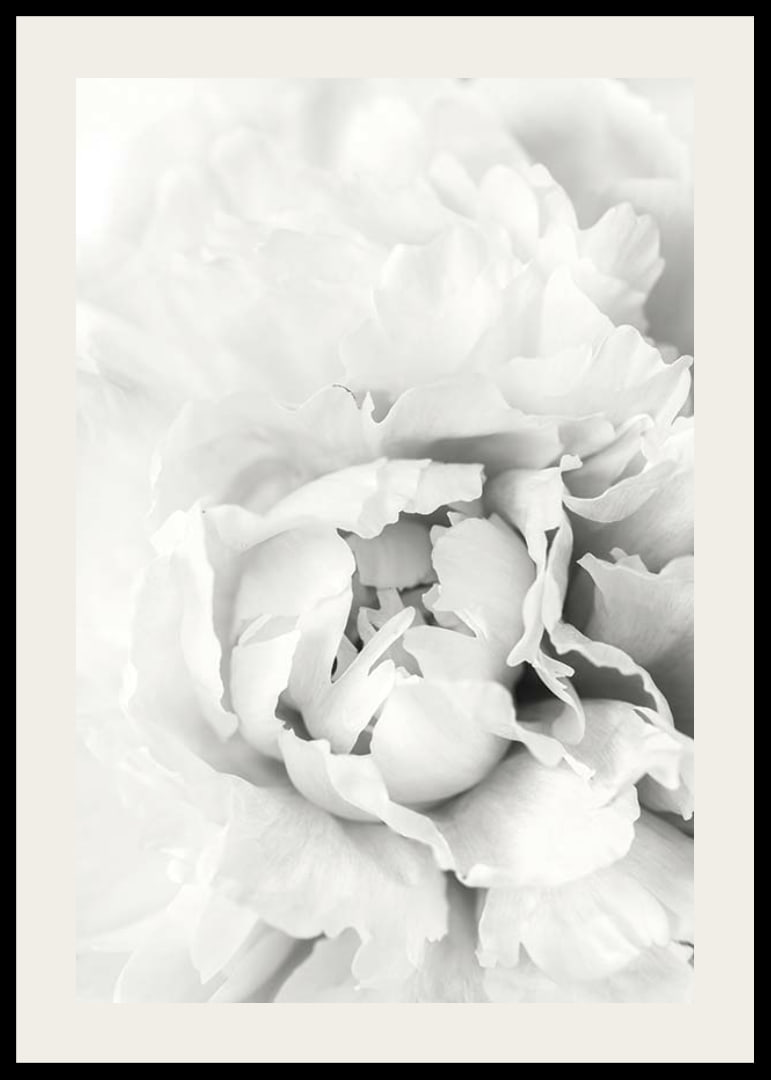 Close-up of white peony with soft flower petals, photographic style-12