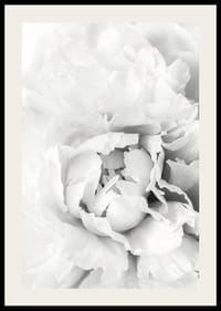 Nahaufnahme einer weißen Pfingstrose mit weichen Blütenblättern, fotografischer Stil-2