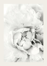 Close-up of white peony with soft flower petals, photographic style-3