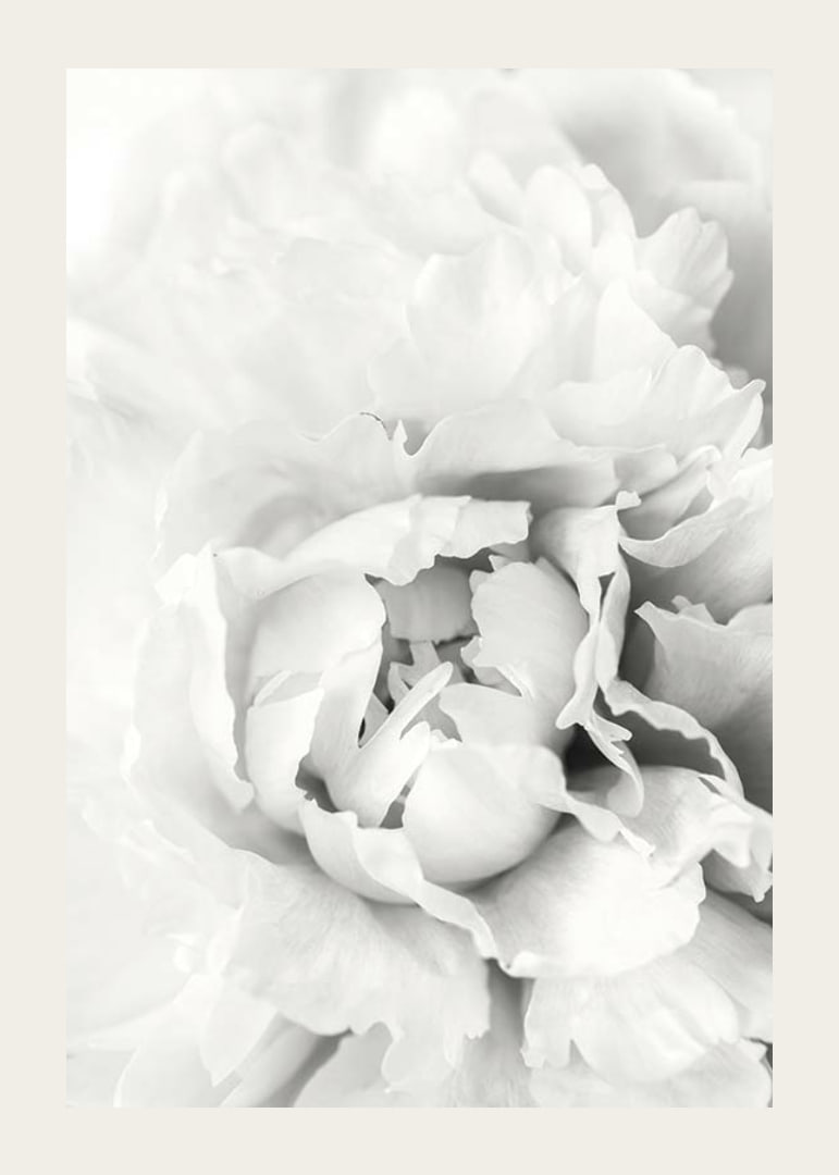 Close-up of white peony with soft flower petals, photographic style-12